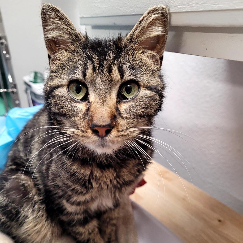 Enlarge Drizzella, a Adoptable Domestic Short Hair in Allyn, WA image 1/1