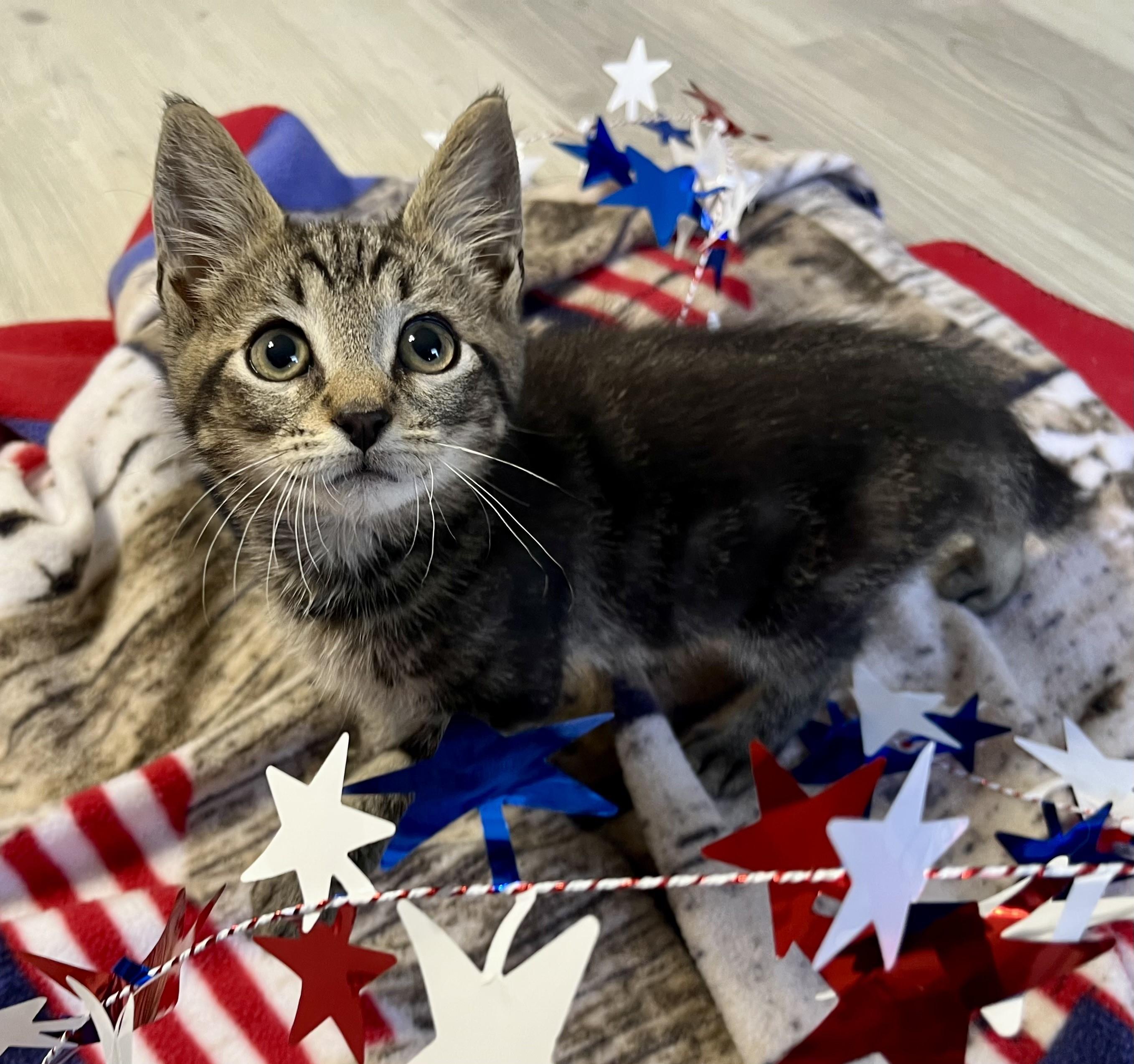 Buttons, a ADOPTABLE mixed breed in Rocky Hill, CT image 1/6