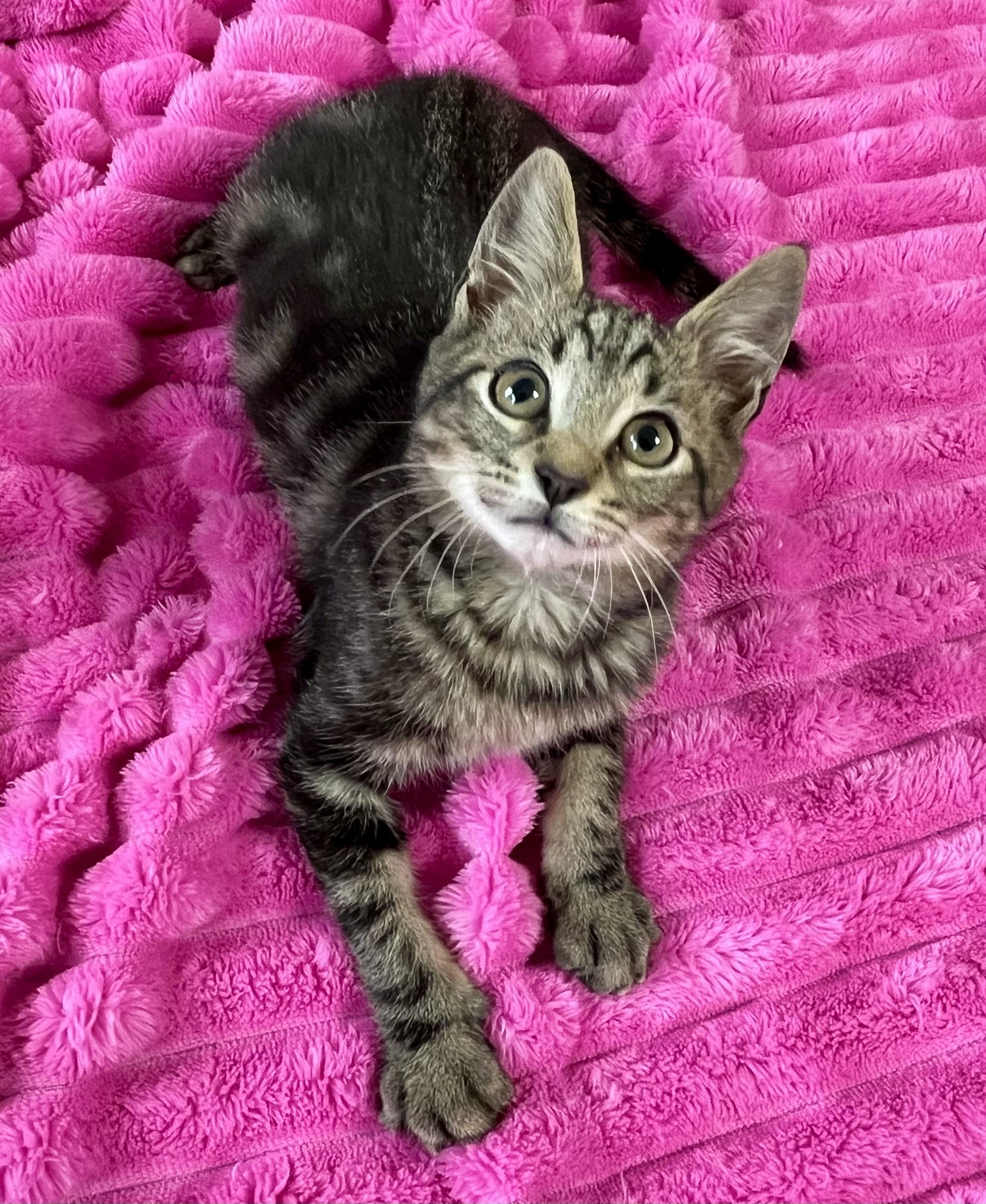 Buttons, adopted, Kitten Male Domestic Short Hair.