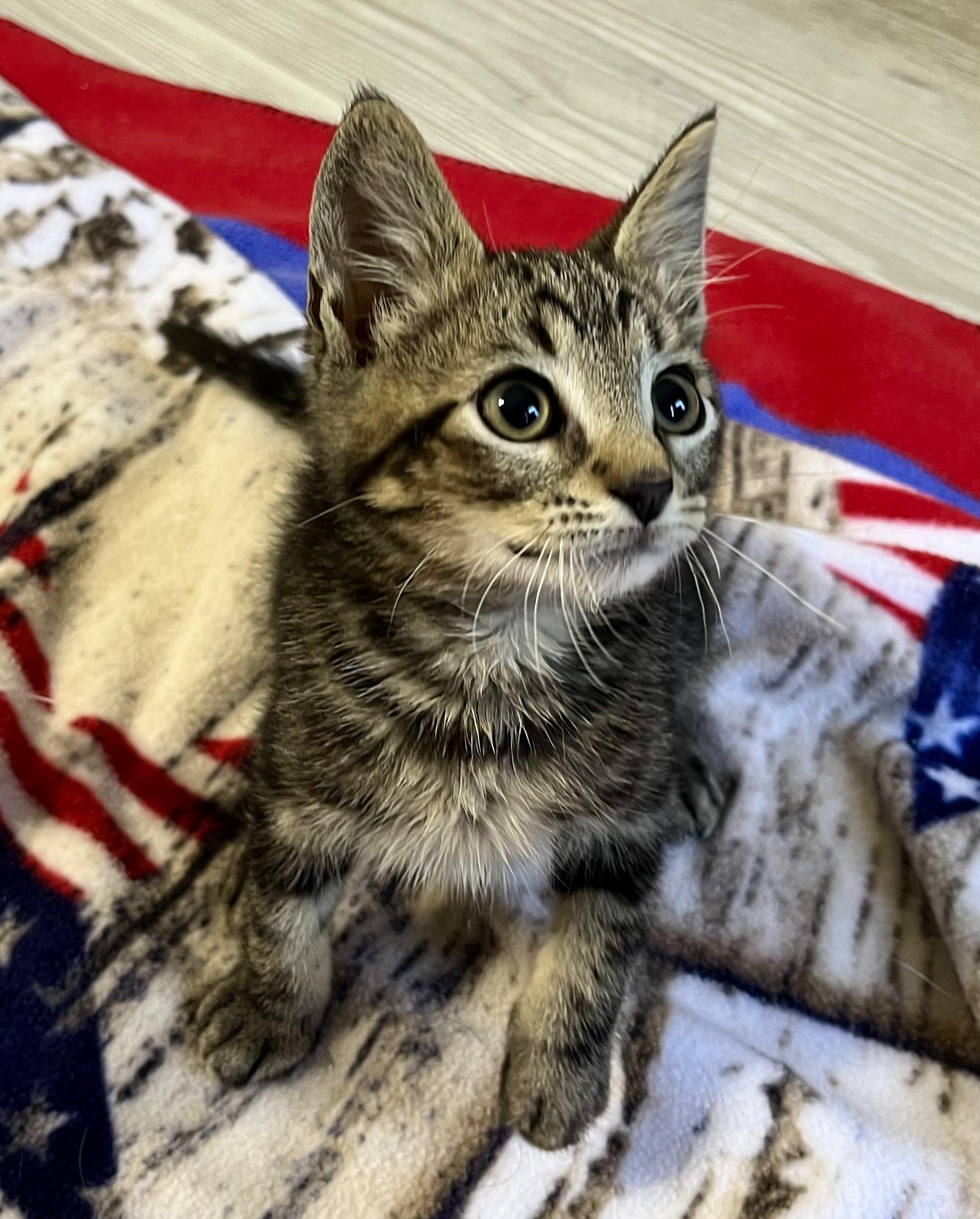 Buttons, a ADOPTABLE mixed breed in Rocky Hill, CT image 2/6