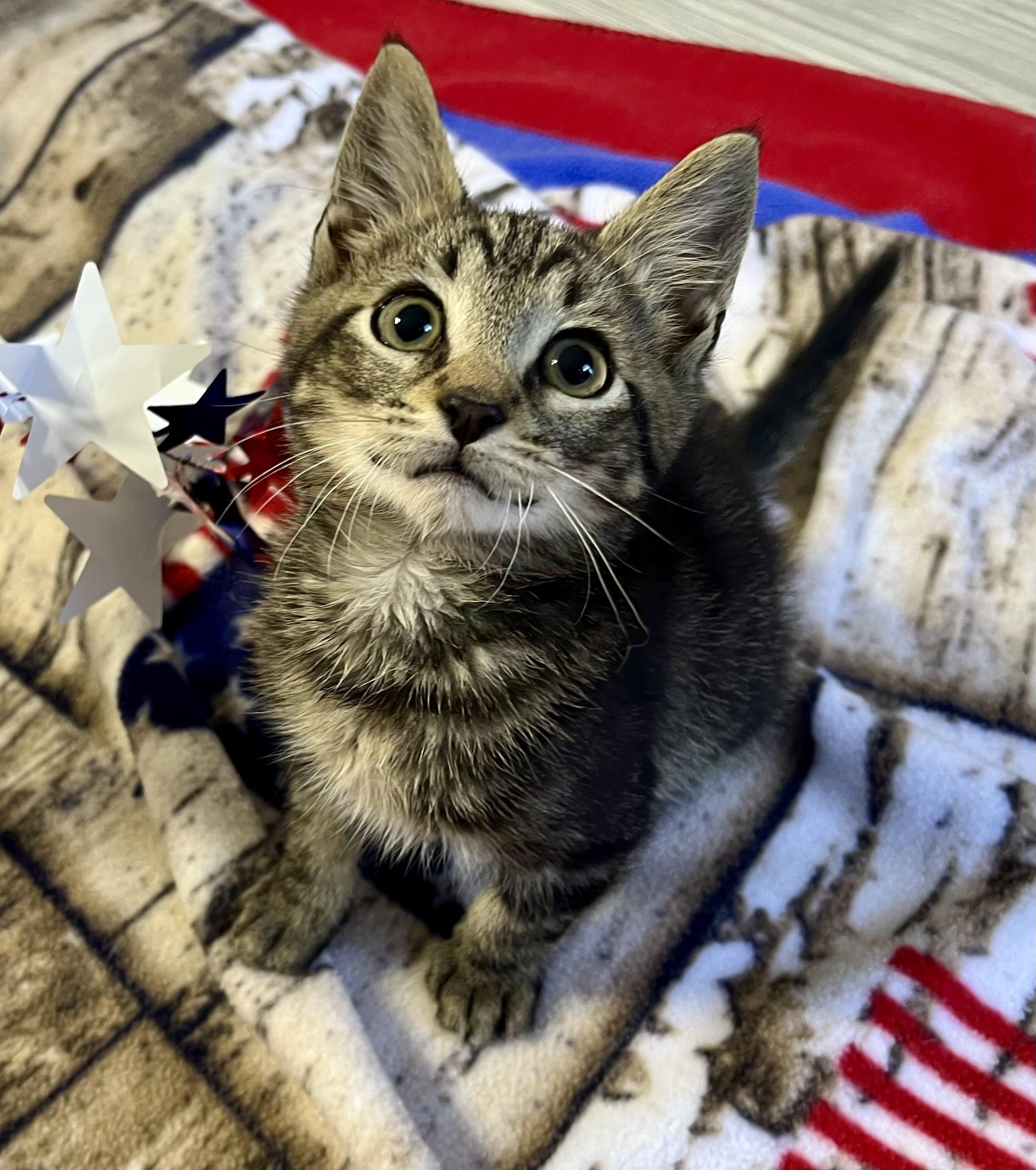 Buttons, a ADOPTABLE mixed breed in Rocky Hill, CT image 3/6