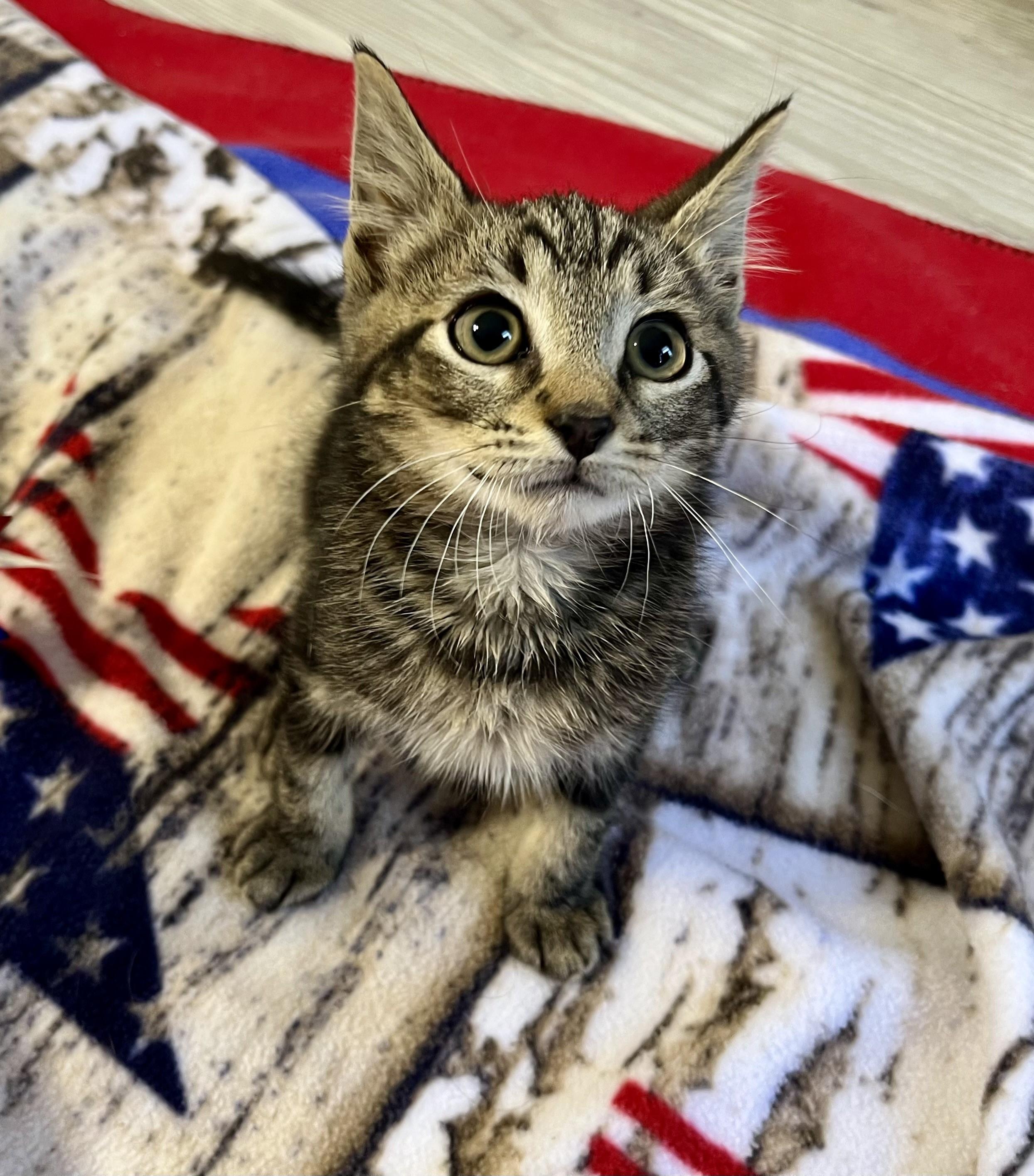 Buttons, a ADOPTABLE mixed breed in Rocky Hill, CT image 5/6