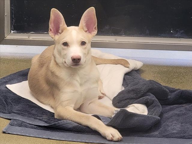 Enlarge NIALL, a Adoptable Mixed Breed in Santa Fe, NM image 1/1