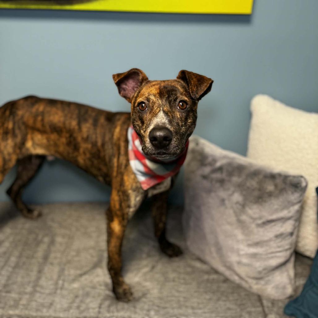 Enlarge Cooper, a Adoptable mixed breed in Cumberland, RI image 2/5