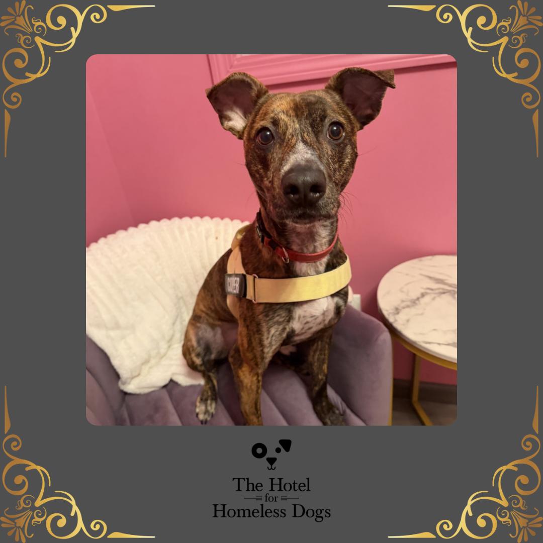 Cooper, Adoptable, Adult Male American Staffordshire Terrier & Labrador Retriever.