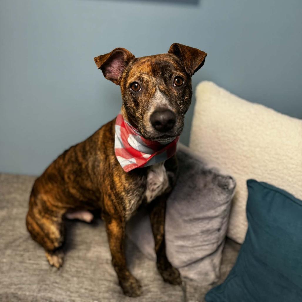 Enlarge Cooper, a Adoptable mixed breed in Cumberland, RI image 3/5