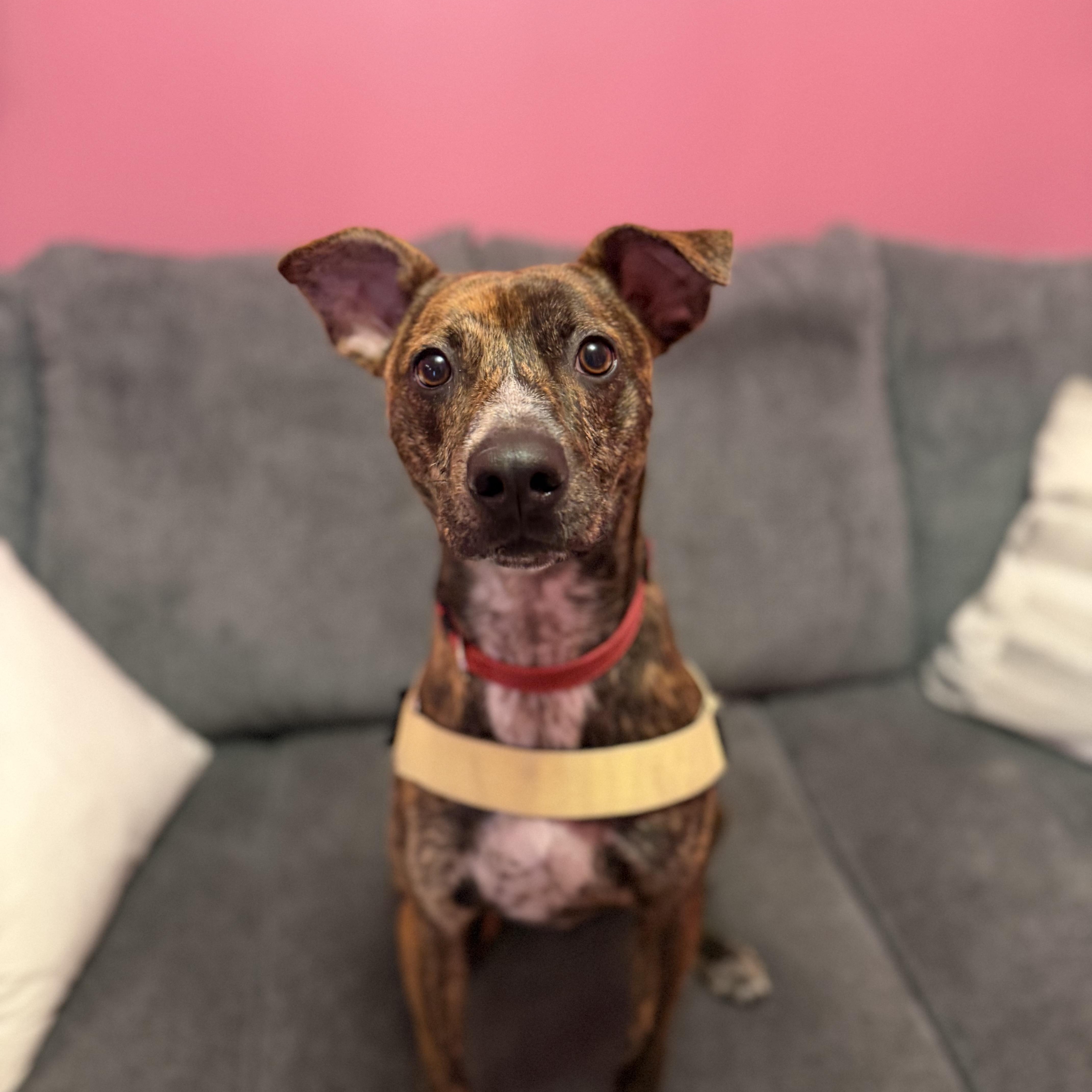 Enlarge Cooper, a Adoptable mixed breed in Cumberland, RI image 4/5