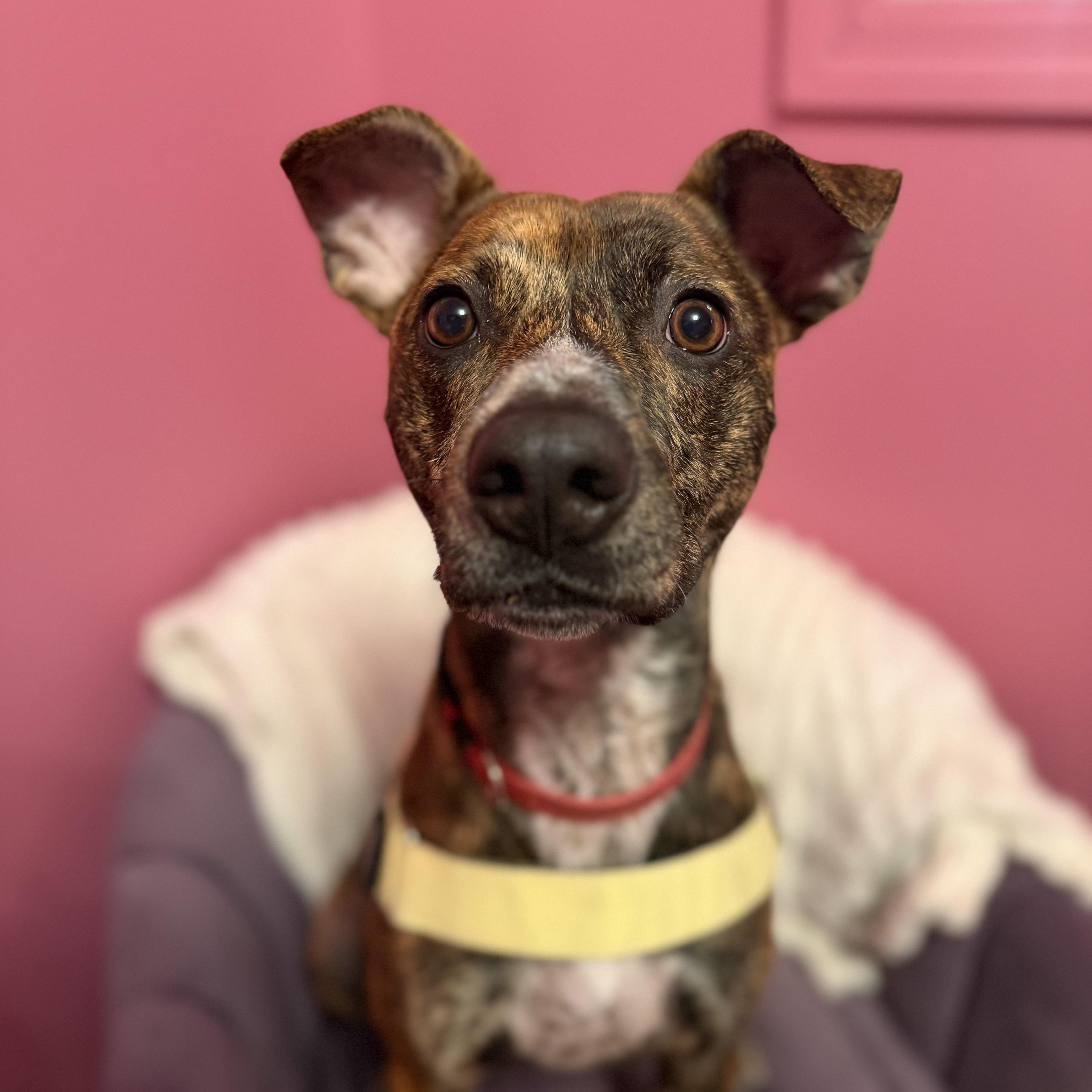 Enlarge Cooper, a Adoptable mixed breed in Cumberland, RI image 2/5