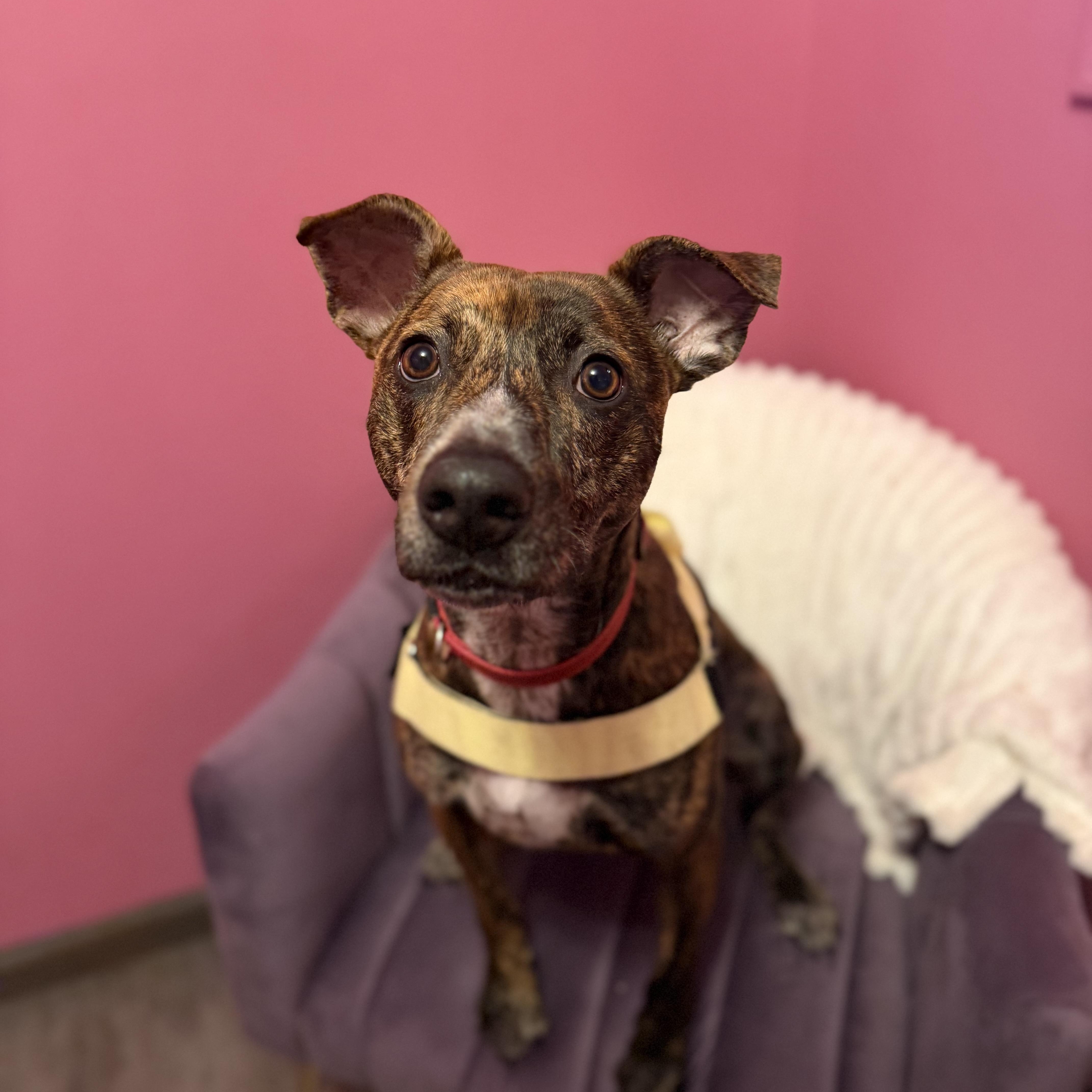 Enlarge Cooper, a Adoptable mixed breed in Cumberland, RI image 3/5