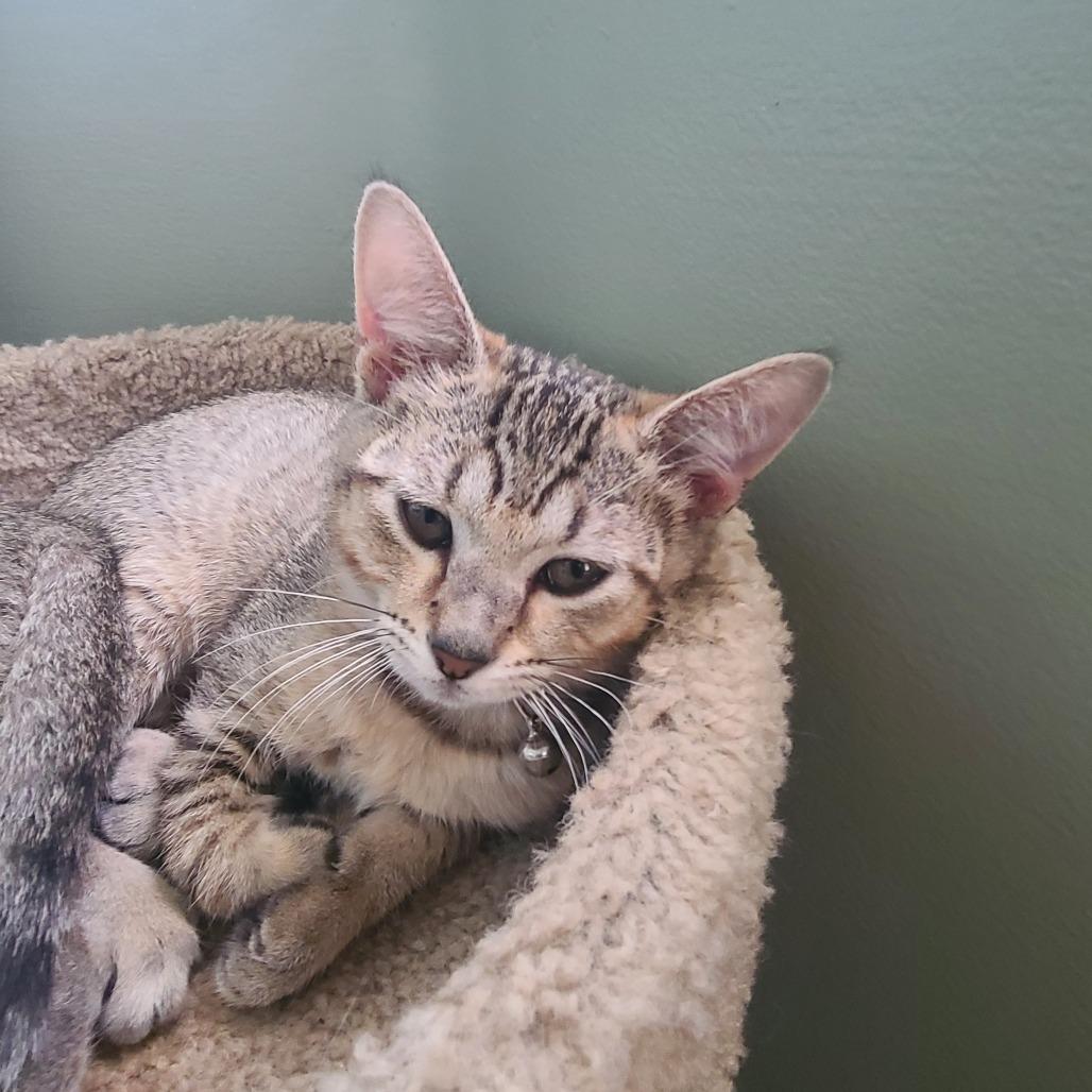 Ashley, Adoptable, Young Female Domestic Short Hair.