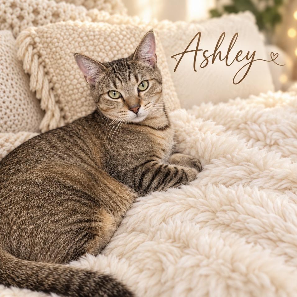 Enlarge Ashley, a Adoptable Domestic Short Hair in Fort Lauderdale, FL image 2/5