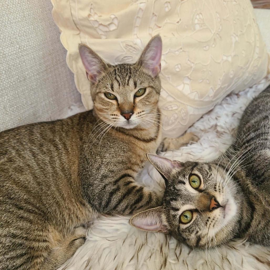 Enlarge Ashley, a Adoptable Domestic Short Hair in Fort Lauderdale, FL image 3/5