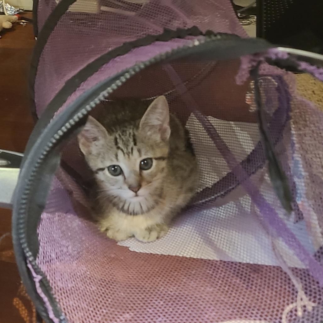 Enlarge Ashley, a Adoptable Domestic Short Hair in Fort Lauderdale, FL image 4/5