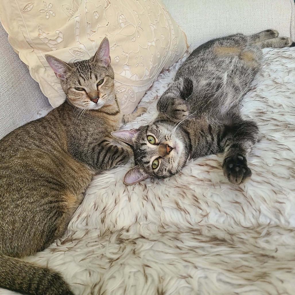 Enlarge Ashley, a Adoptable Domestic Short Hair in Fort Lauderdale, FL image 5/5