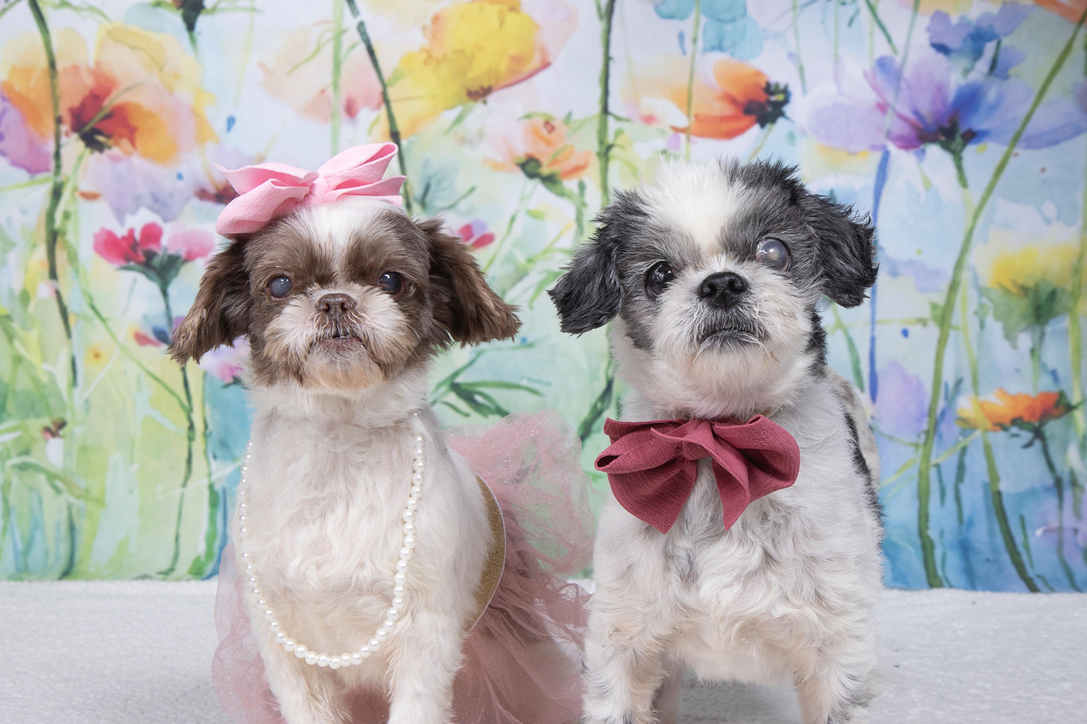 Enlarge Wanda and Cosmo, a Adoptable mixed breed in Cleveland, OH image 1/5