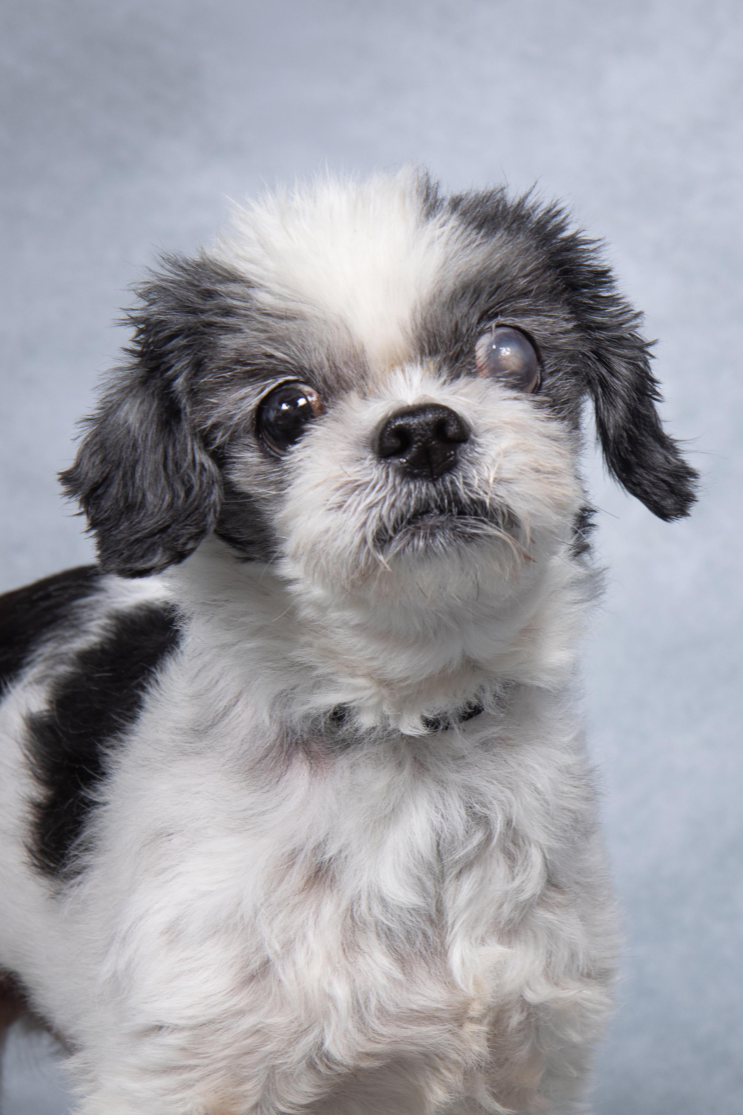 Enlarge Wanda and Cosmo, a Adoptable mixed breed in Cleveland, OH image 5/5