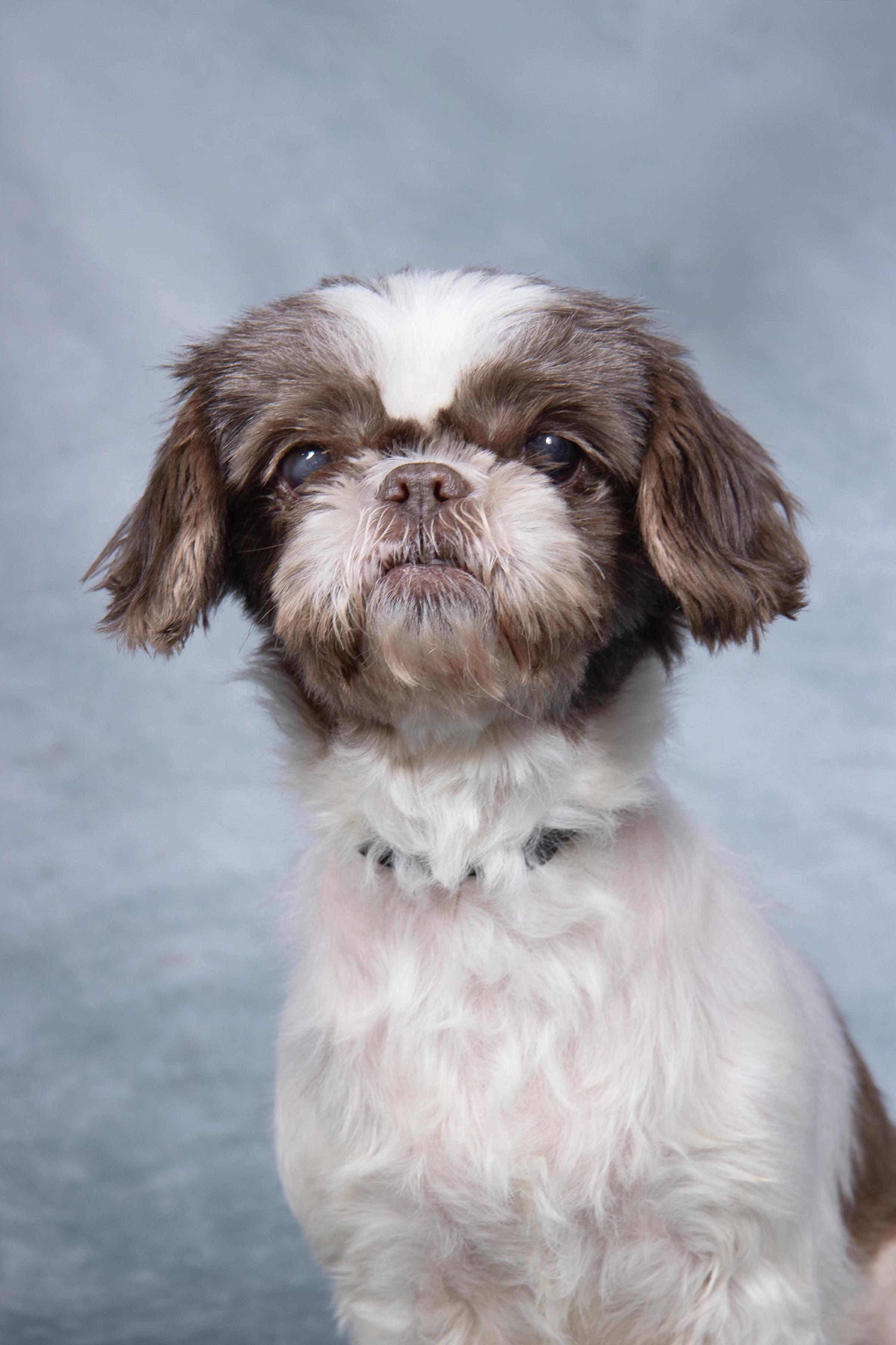 Enlarge Wanda and Cosmo, a Adoptable mixed breed in Cleveland, OH image 3/5