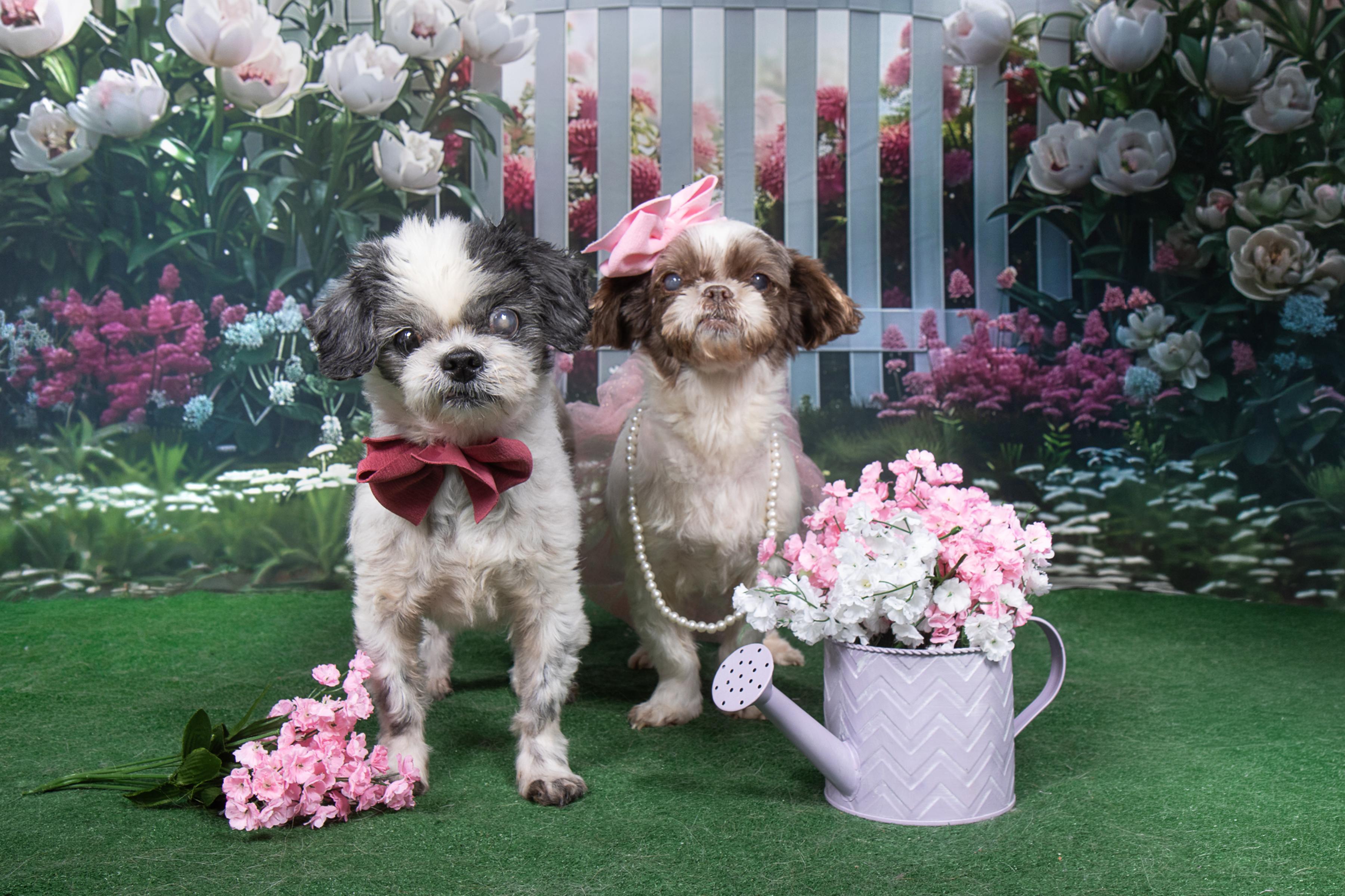 Enlarge Wanda and Cosmo, a Adoptable mixed breed in Cleveland, OH image 2/5