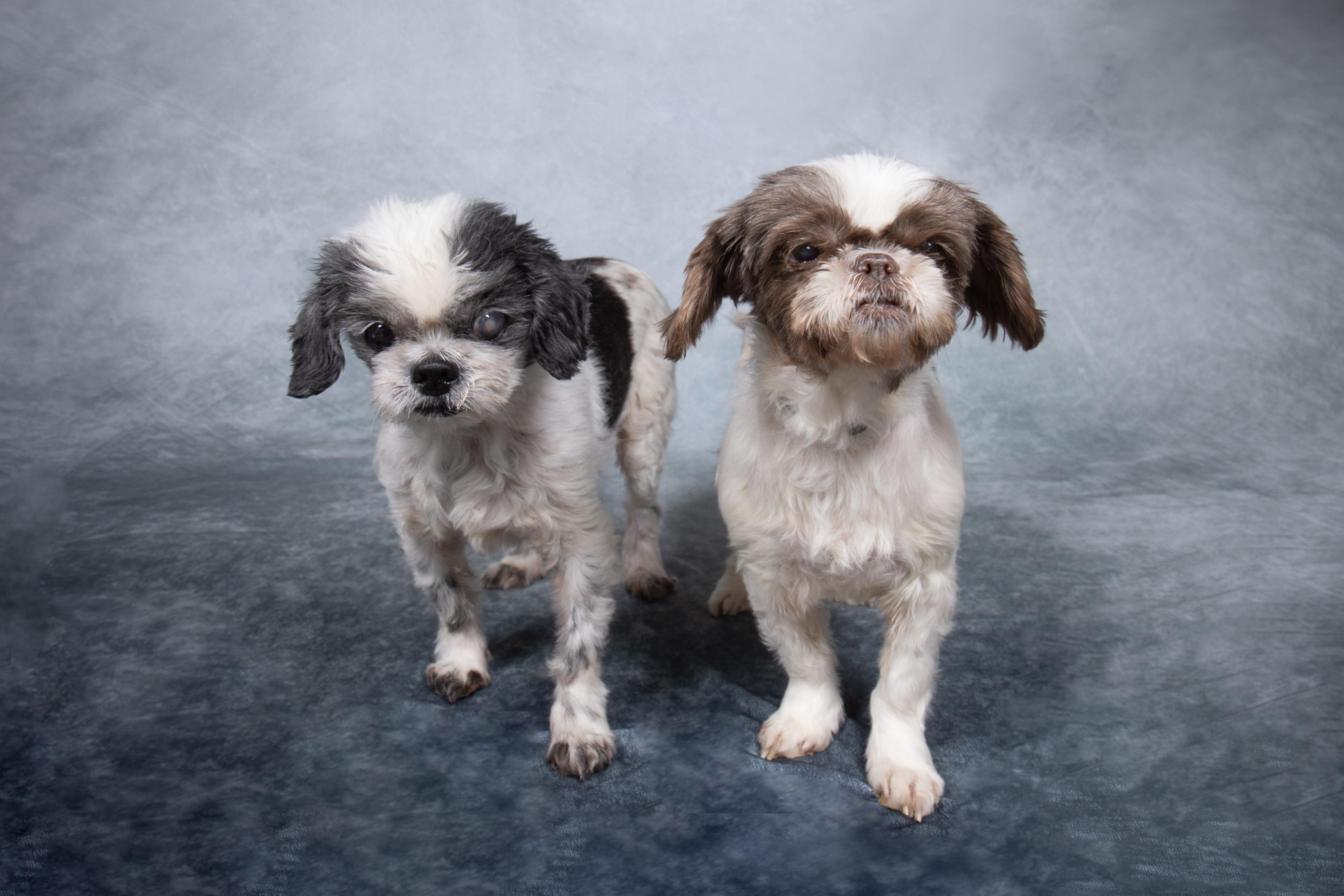 Enlarge Wanda and Cosmo, a Adoptable mixed breed in Cleveland, OH image 4/5