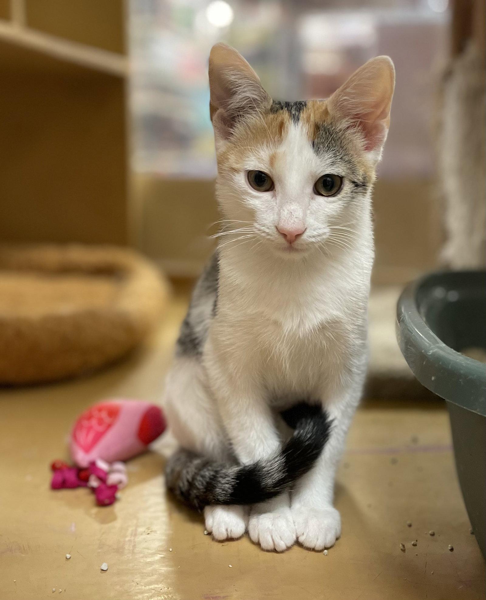Azurina, Adoptable, Young Female Calico & Domestic Short Hair.