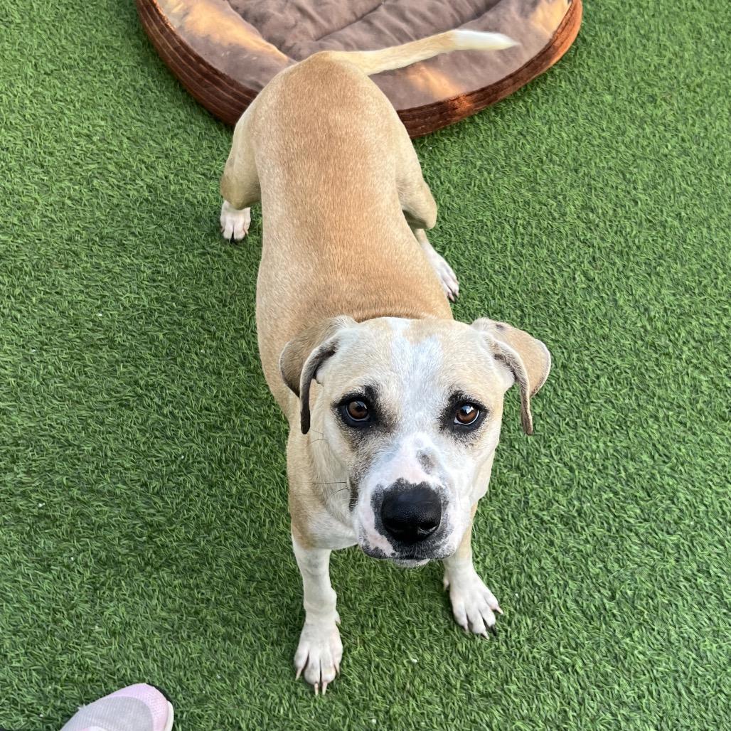 Milkshake thumbnail 3