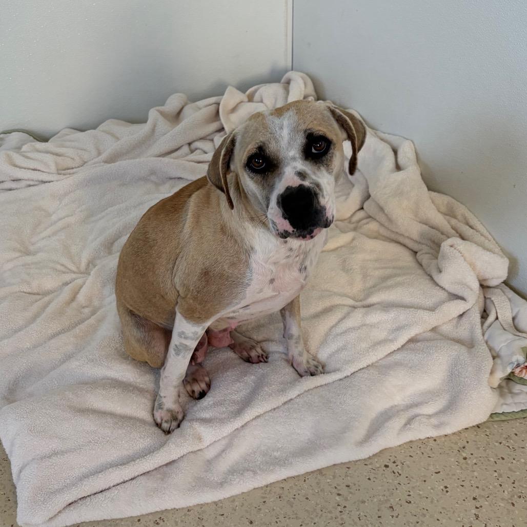 Milkshake thumbnail 4