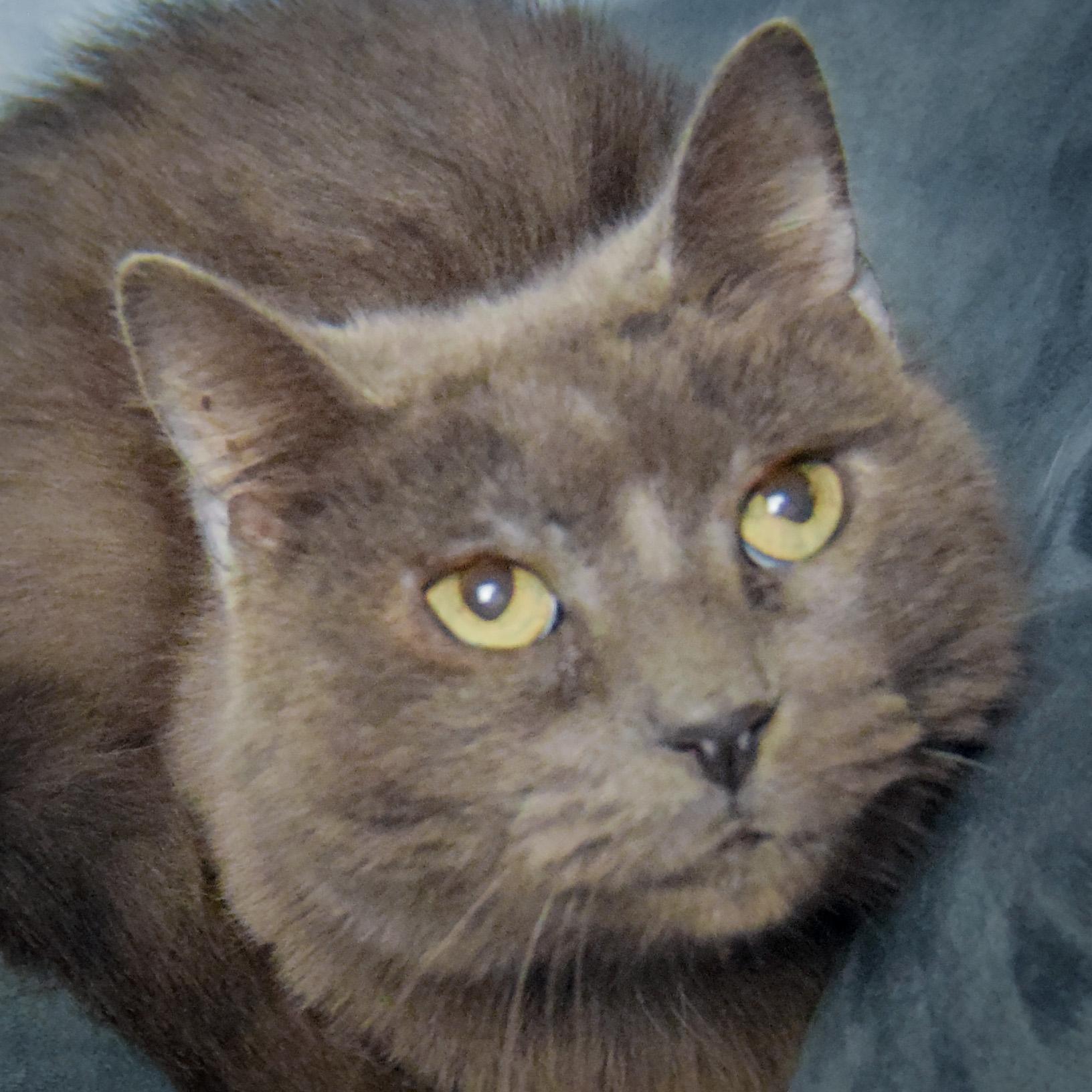 Enlarge Lyka, a Adoptable mixed breed in Huntley, IL image 1/3