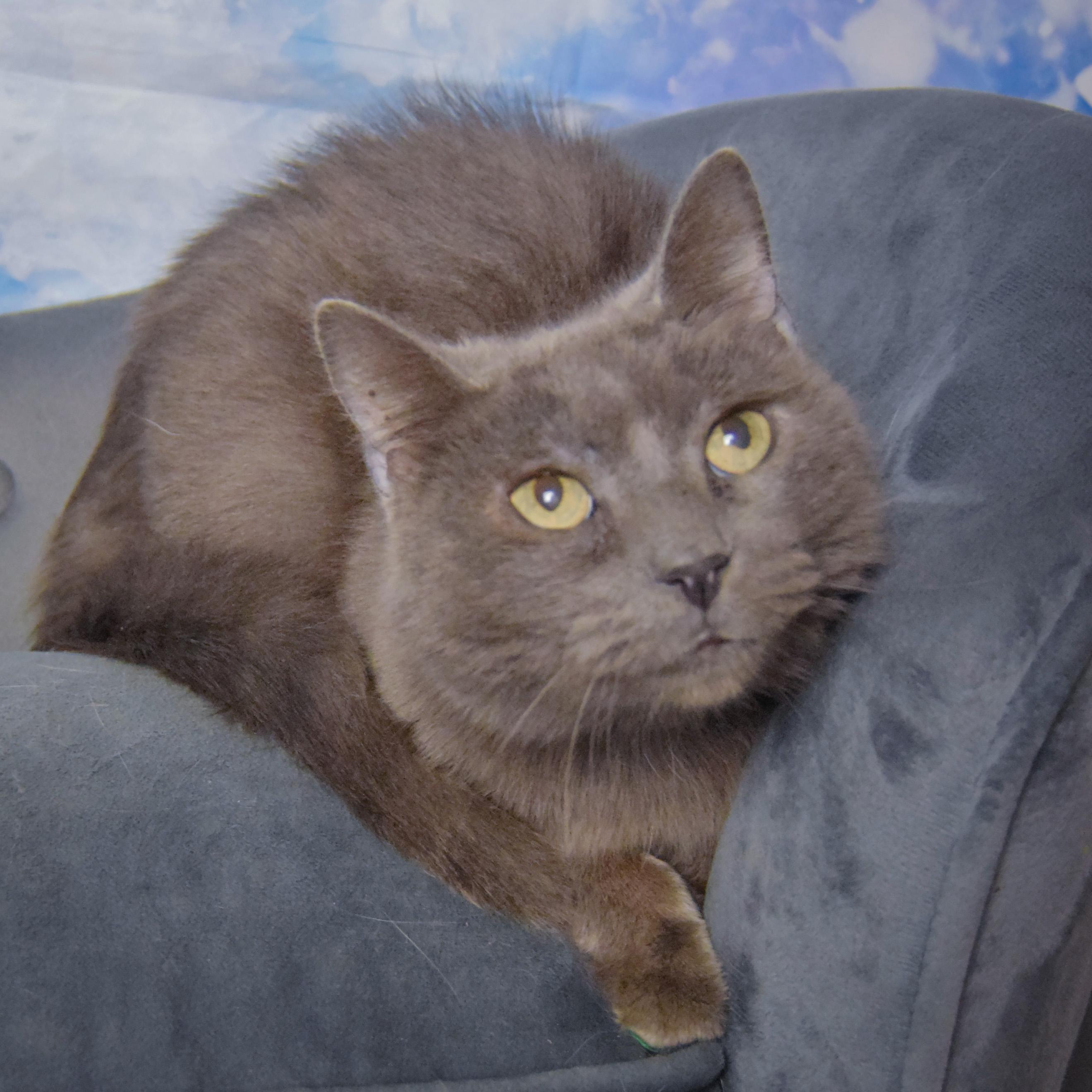 Enlarge Lyka, a Adoptable mixed breed in Huntley, IL image 2/3
