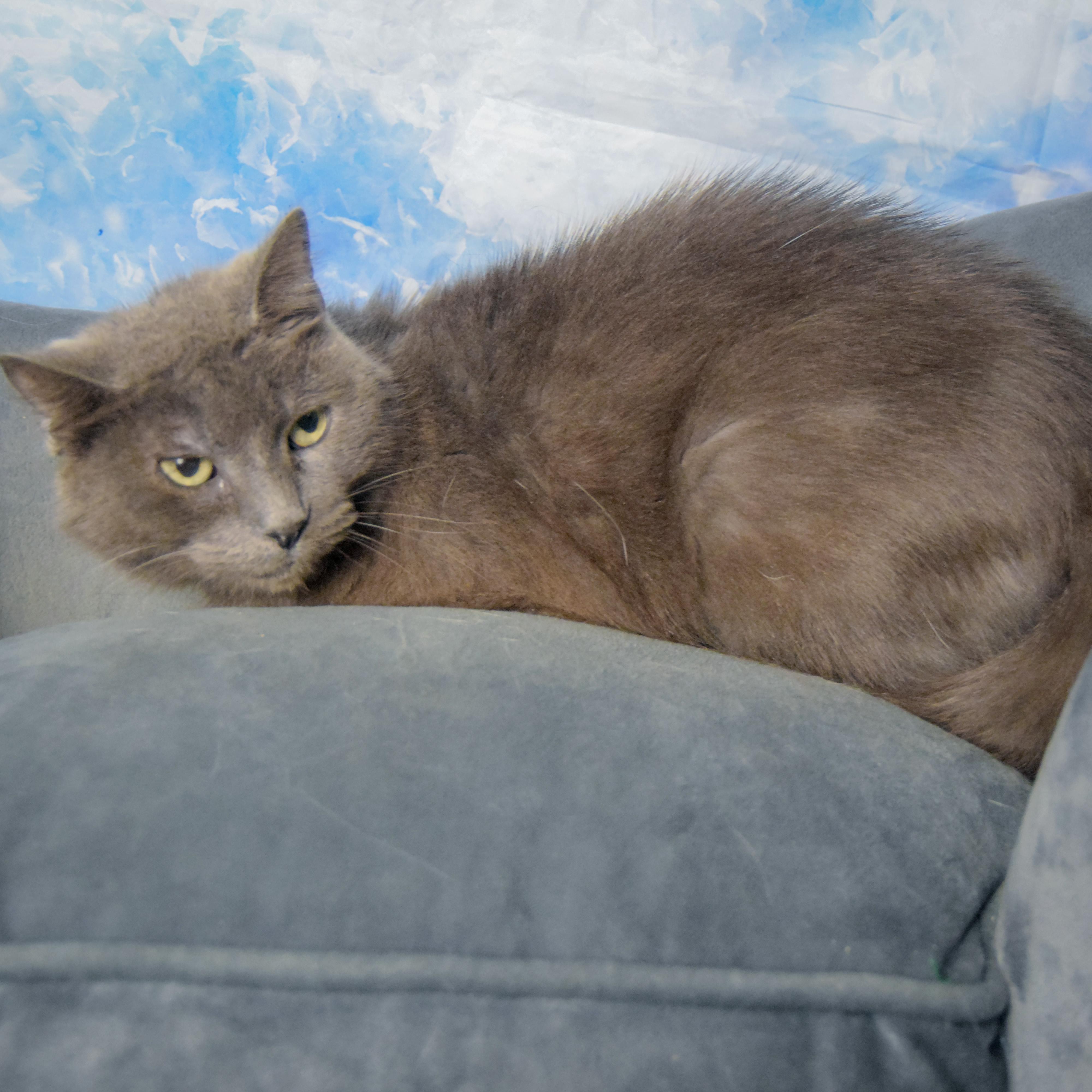 Enlarge Lyka, a Adoptable mixed breed in Huntley, IL image 3/3