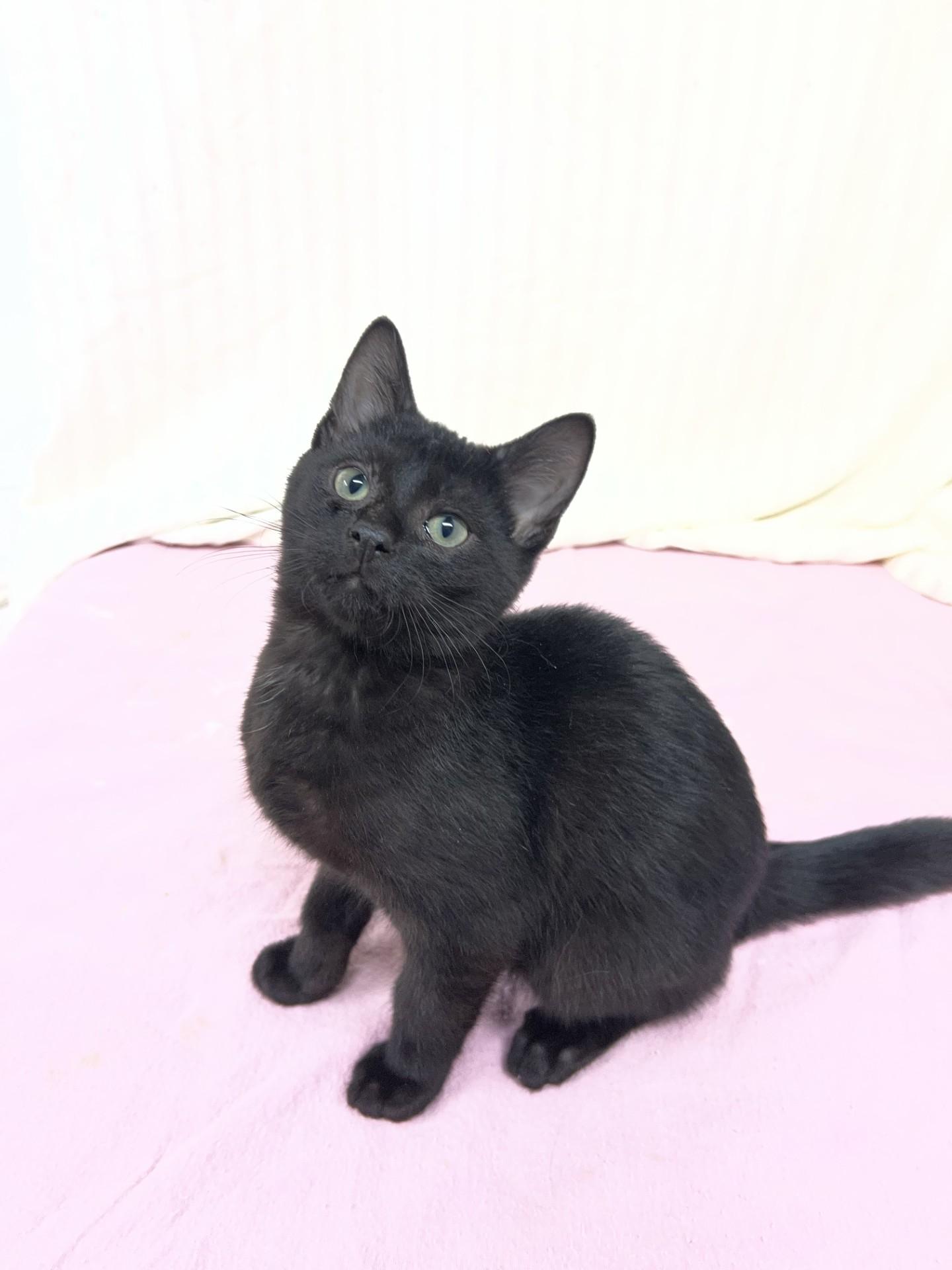 Buffy, an adoptable mixed breed in Upper Sandusky, OH image 1/2