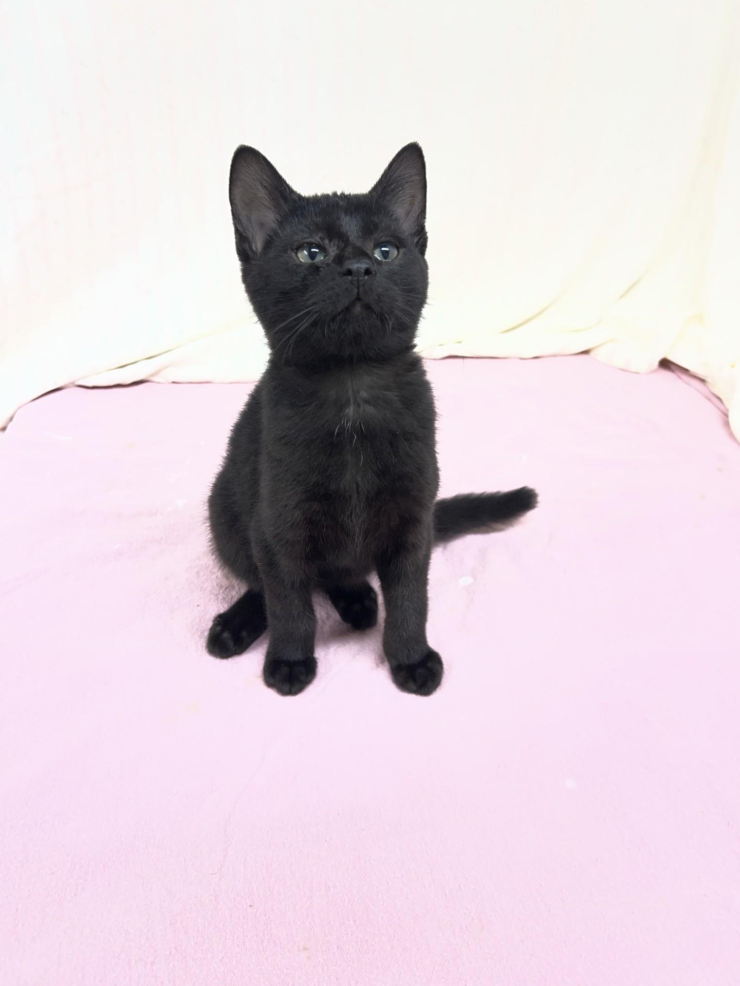 Buffy, an adoptable mixed breed in Upper Sandusky, OH image 2/2