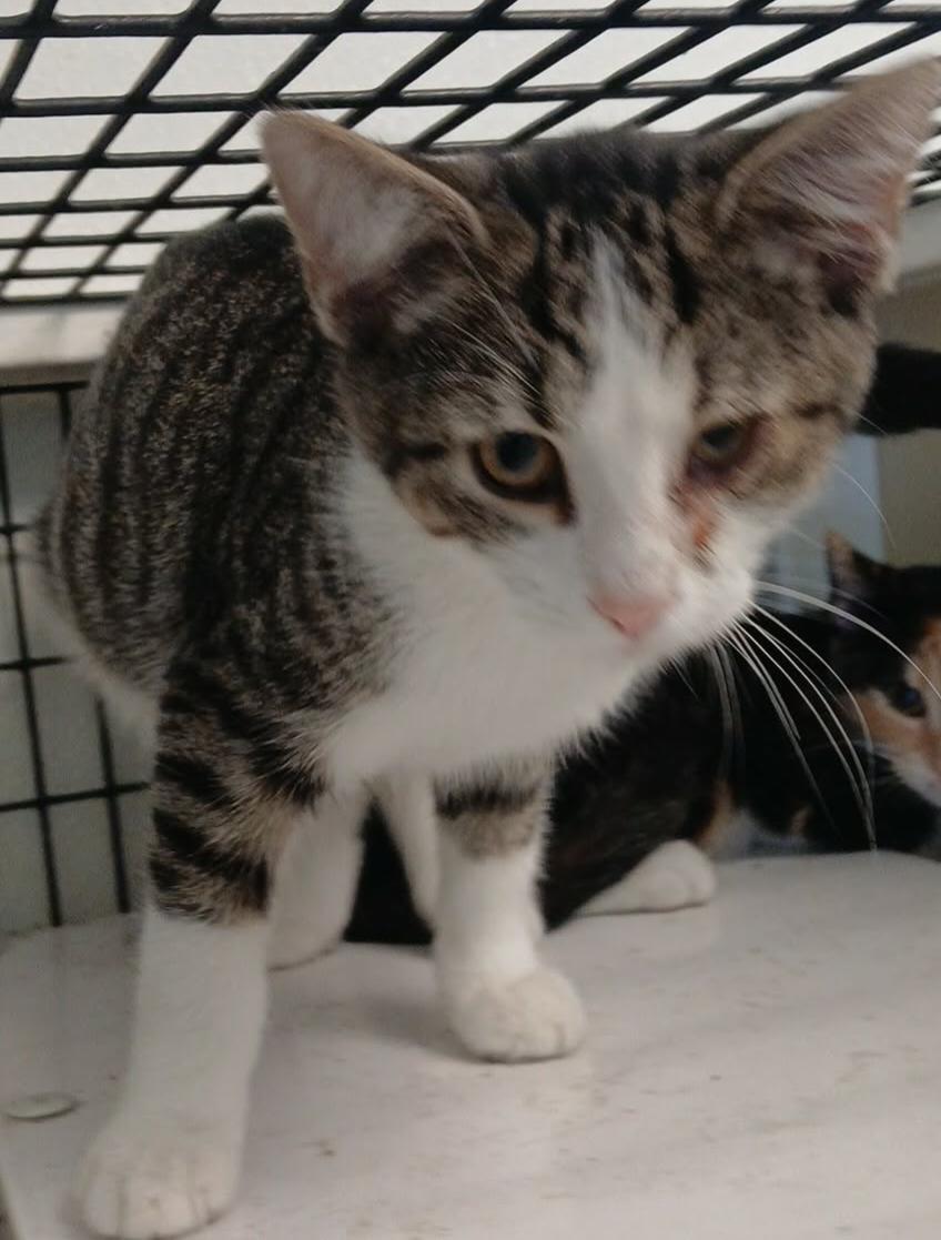 Enlarge linton, a ADOPTABLE Tabby in Tappahannock, VA image 1/1