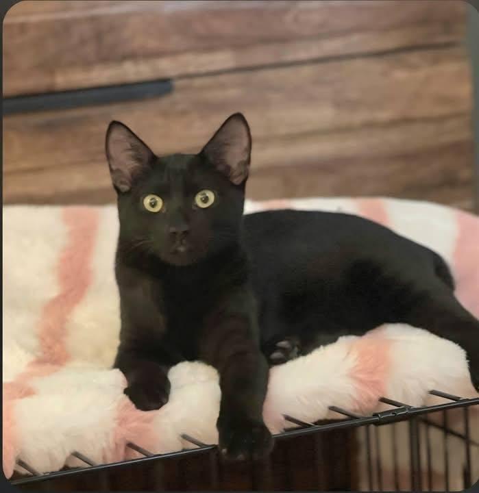 Enlarge Jet, a Adoptable mixed breed in Malibu, CA image 2/3
