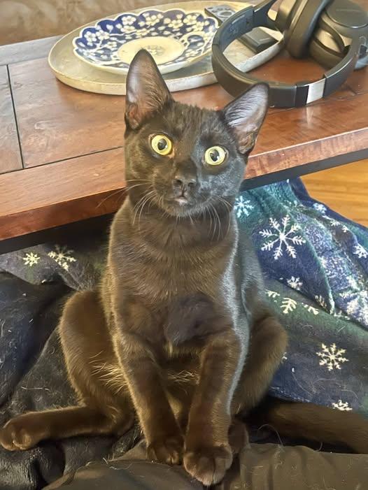 Jet, Adoptable, Young Male Bombay & Domestic Short Hair.