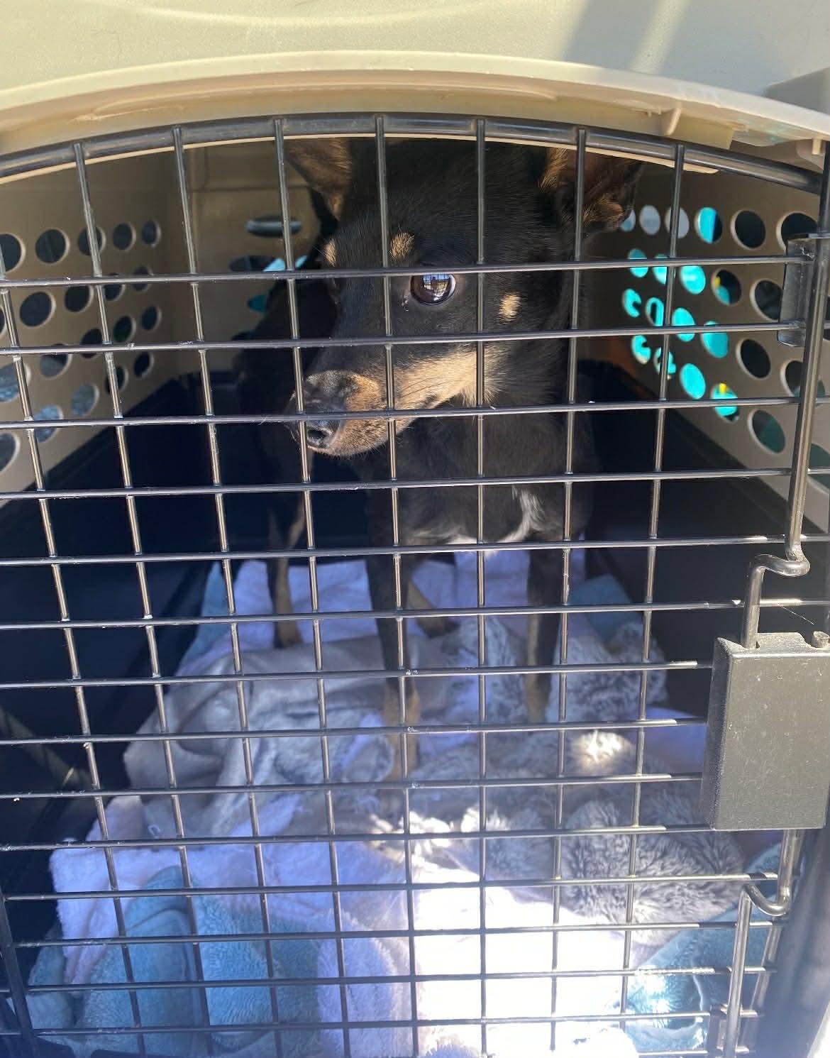 Enlarge Raya, a ADOPTABLE mixed breed in Covington, TX image 3/4