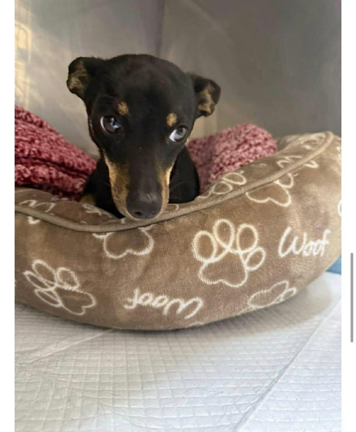 Enlarge Raya, a ADOPTABLE mixed breed in Covington, TX image 2/4