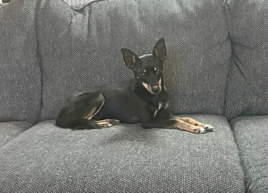 Raya, ADOPTABLE, Adult Female Chihuahua & Miniature Pinscher.