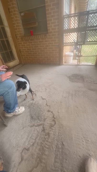 Enlarge Raya, a ADOPTABLE mixed breed in Covington, TX video 4/4