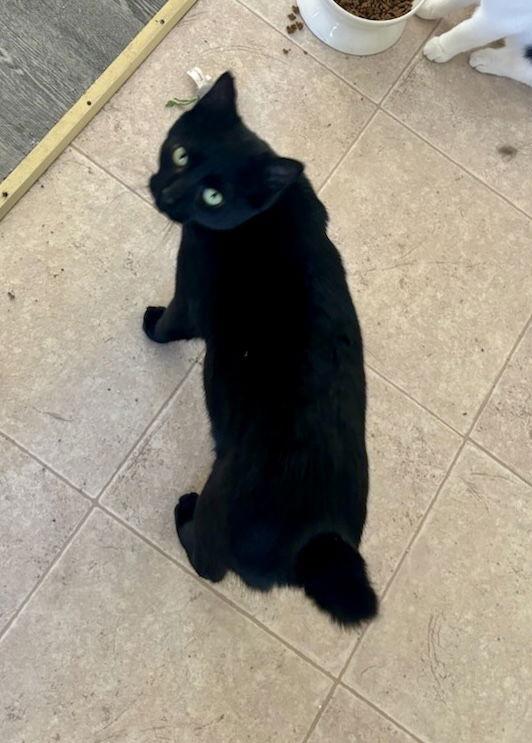 Canoe - NC, Adoptable, Young Male Manx & American Bobtail.