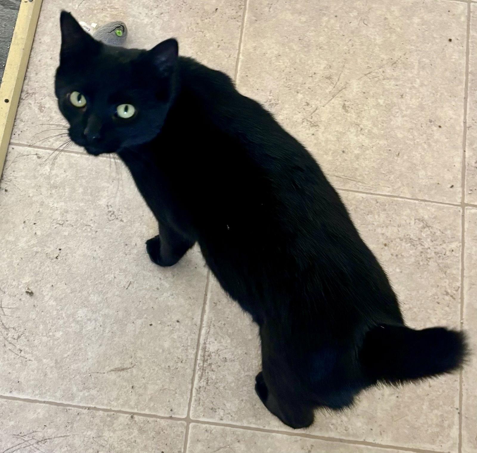 Canoe - NC, a Adoptable mixed breed in Liberty, NC image 2/2