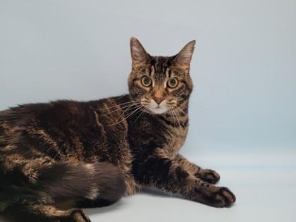 Jynxie, Adoptable, Senior Female Domestic Short Hair & Domestic Short Hair.