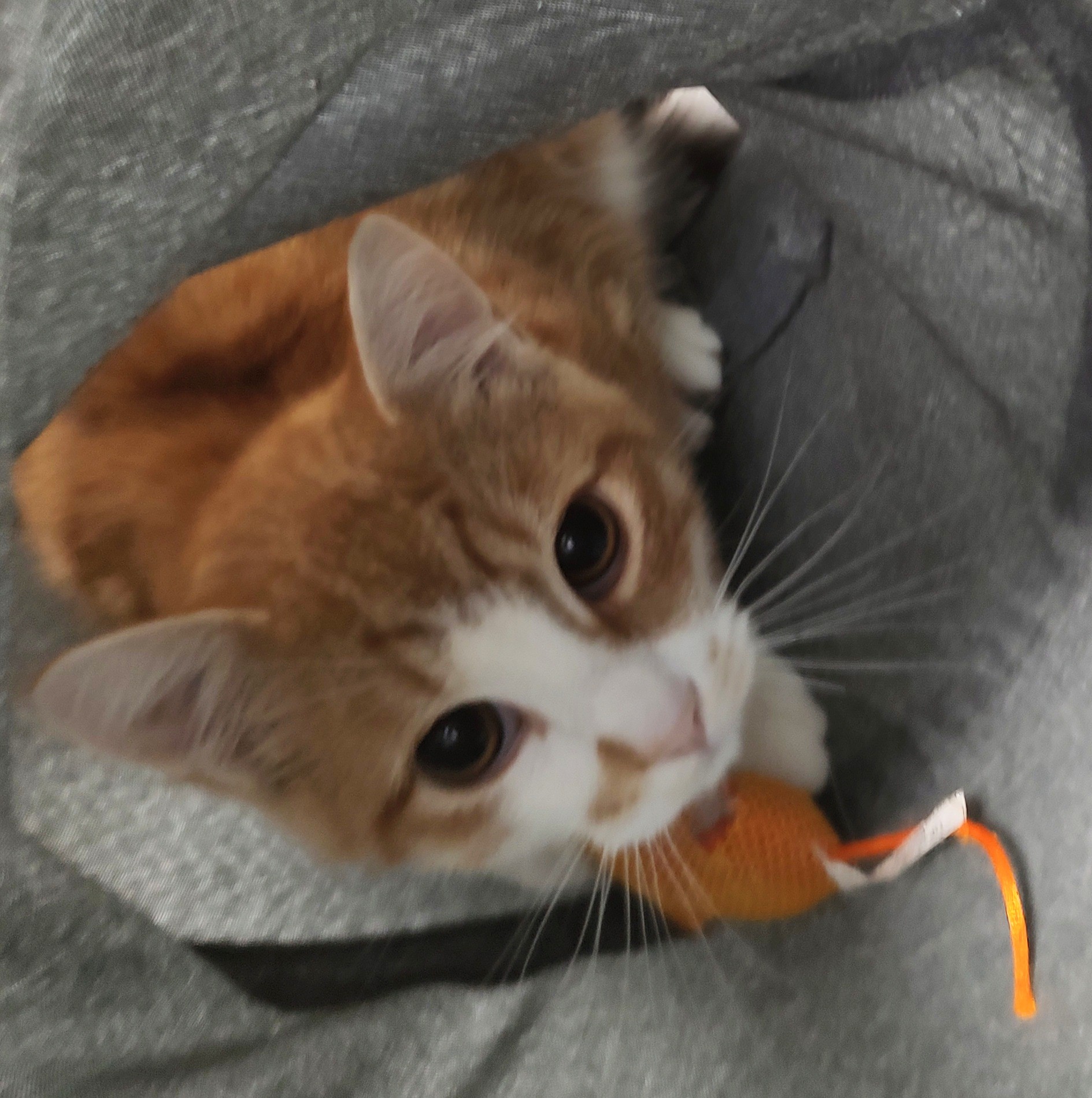 Cat for adoption Tiger, a Domestic Medium Hair in Driggs, ID Petfinder