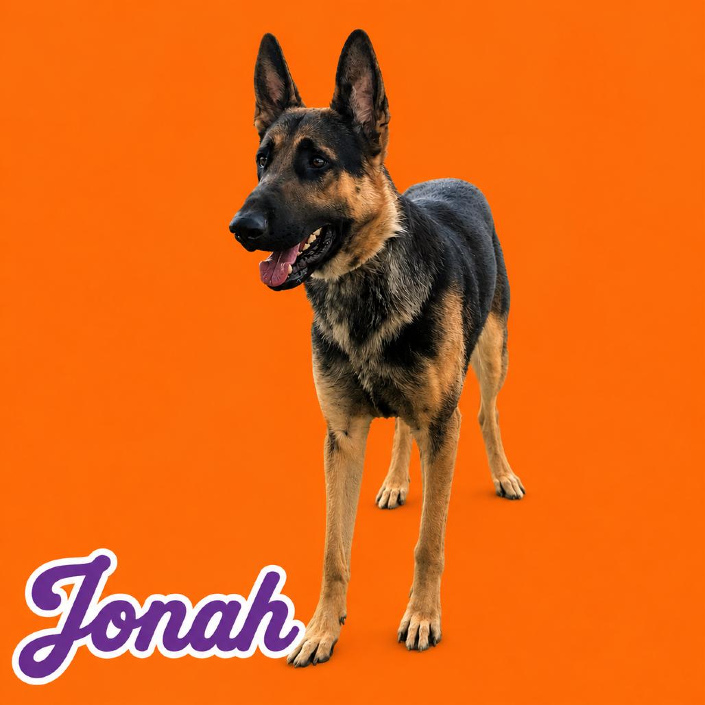 Jonah - HOLD, Adoptable, Adult Male German Shepherd Dog.