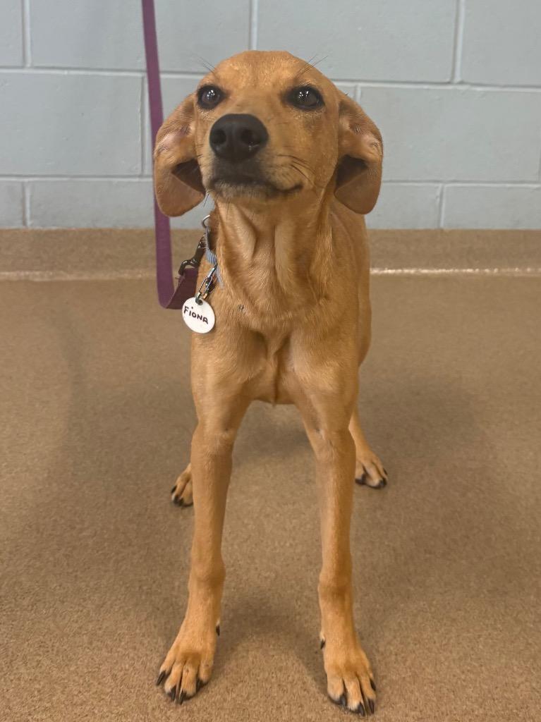 Enlarge Fiona, a Adoptable mixed breed in North Syracuse, NY image 1/3