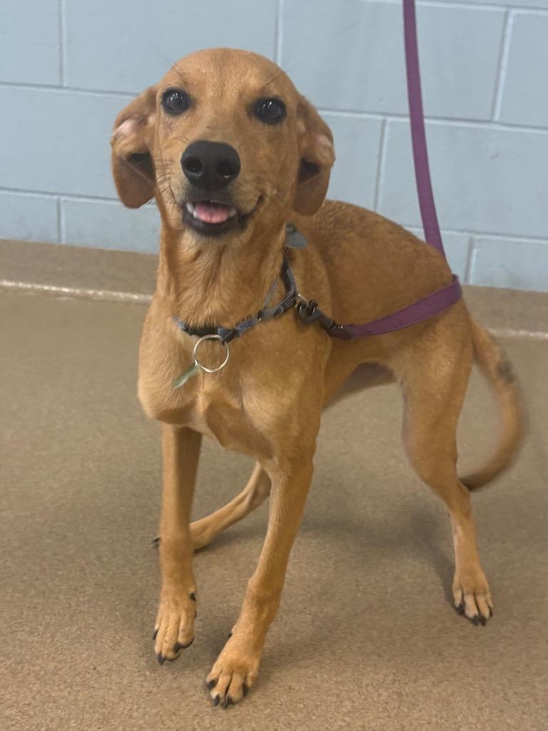 Enlarge Fiona, a Adoptable mixed breed in North Syracuse, NY image 3/3