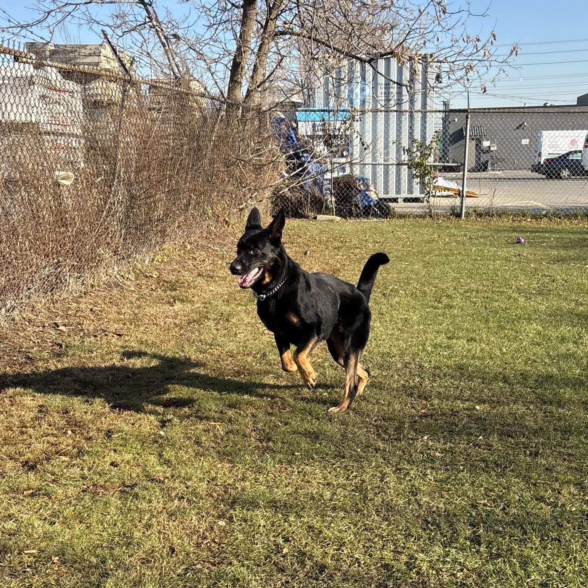 Sherlock - Foster to Adopt