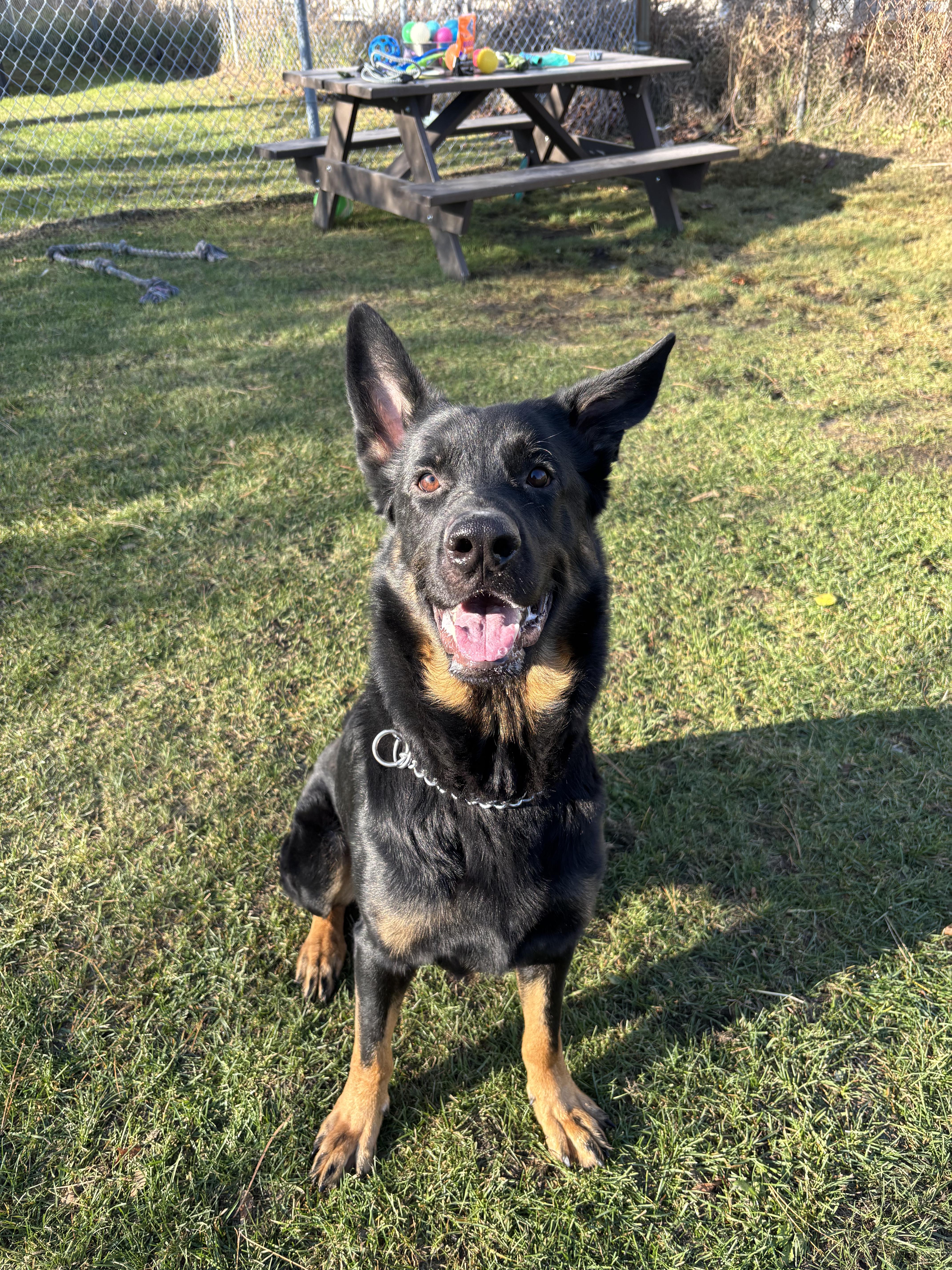 Sherlock - Foster to Adopt, Adoptable, Adult Male Shepherd.