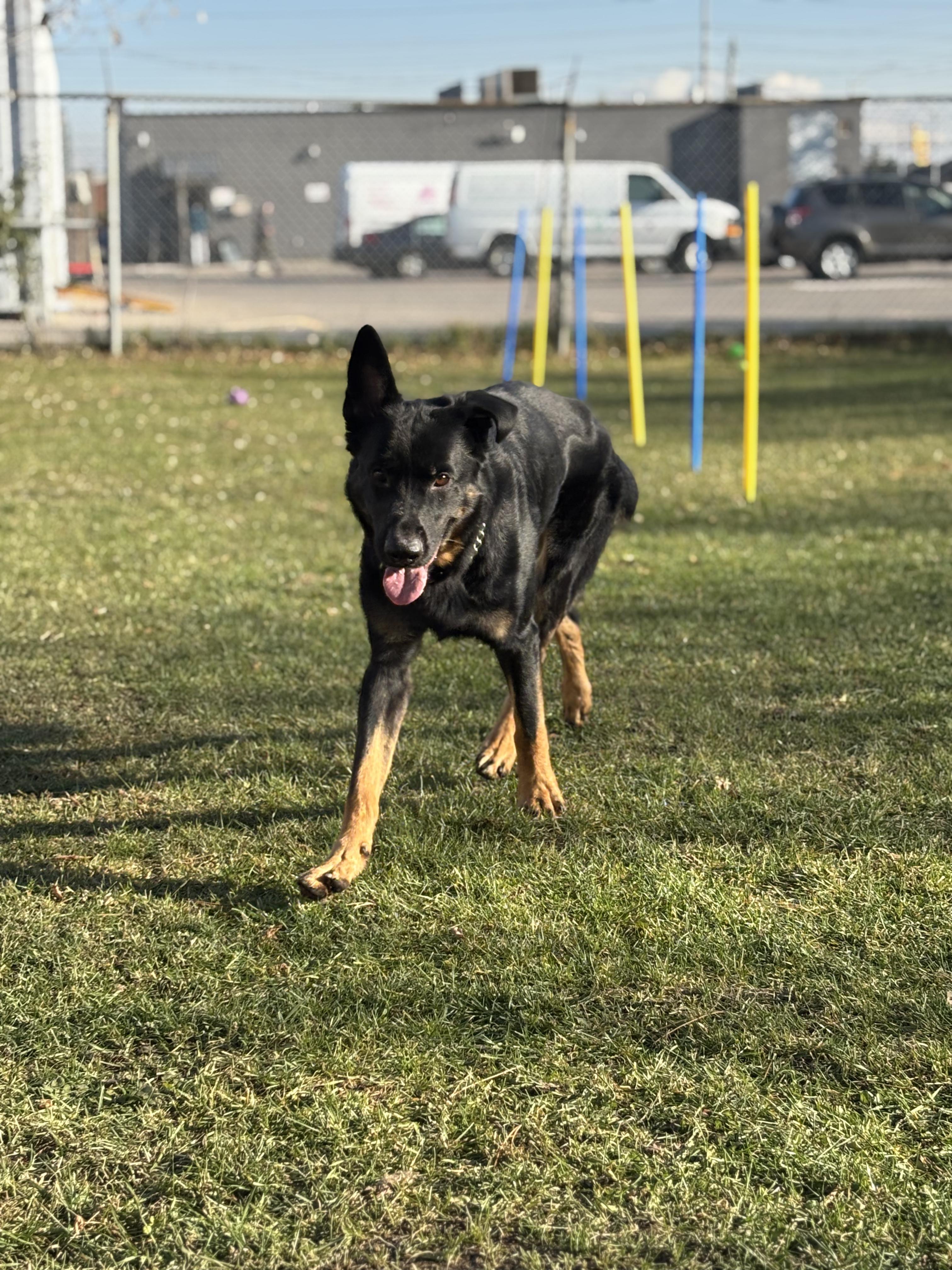 Sherlock - Foster to Adopt