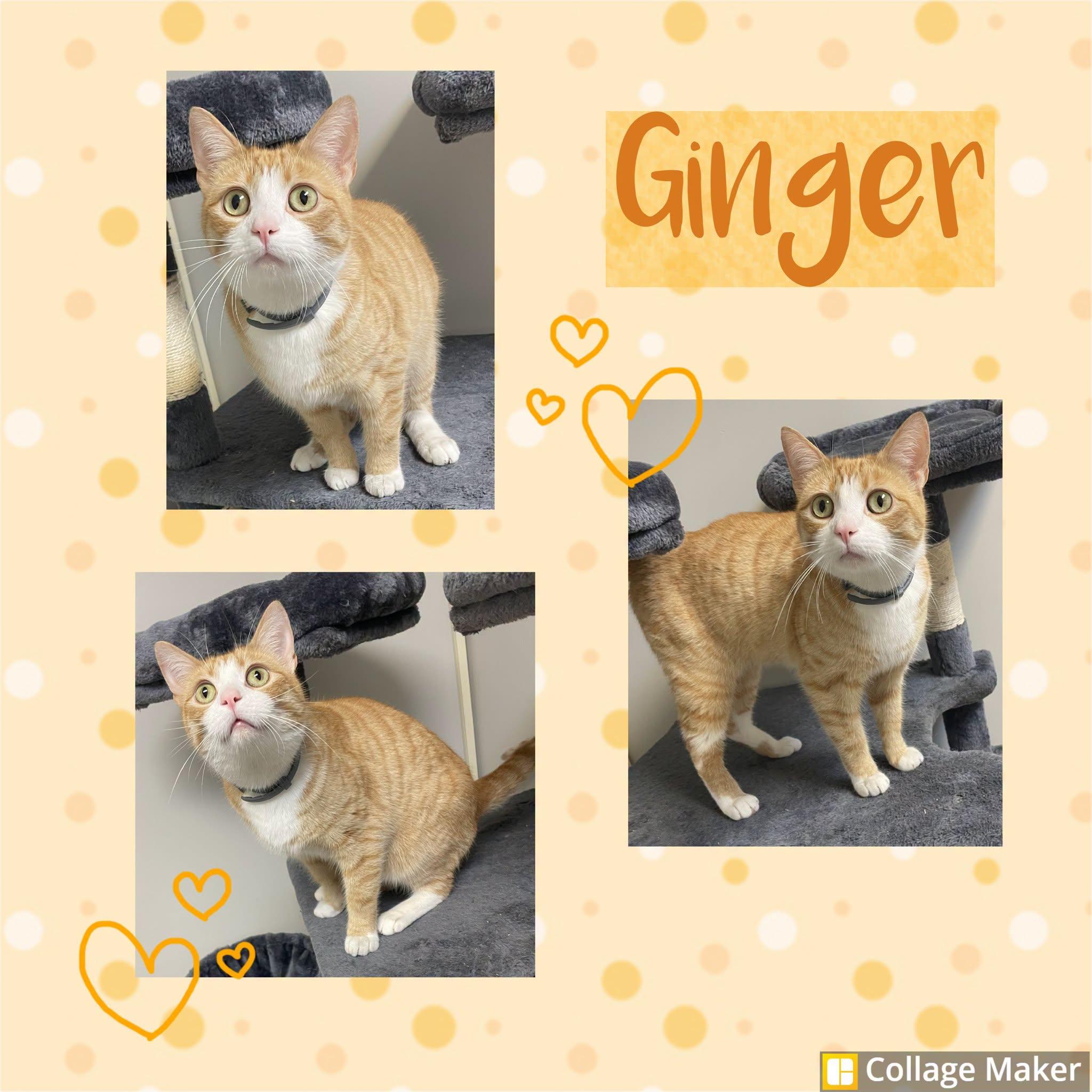 Enlarge Ginger, a ADOPTABLE Domestic Short Hair in Clearfield, PA image 1/1