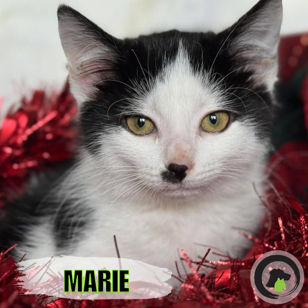 Marie Callender, ADOPTABLE, Kitten Female Domestic Short Hair.